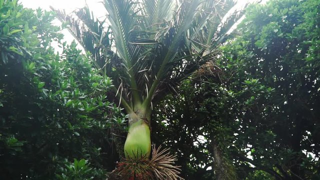 Tilt up shot of New Zealand native Nikau Palm Tree in subtropical rain forest
