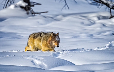 Wild wolf runs toward kill sight in Yellowstone