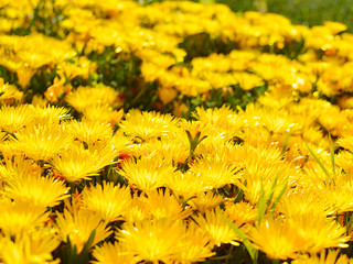 黄色い花　マツバギク　花畑