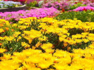 黄色い花　マツバギク　花畑