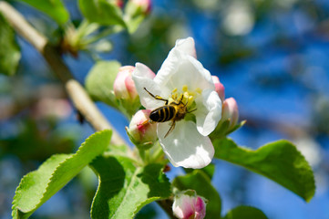Bee collects nectar on the flowers of the Apple tree