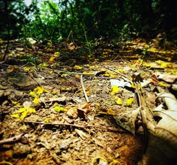 autumn leaves in the forest