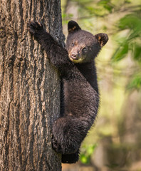Young black bear cub climbs up tree for safety