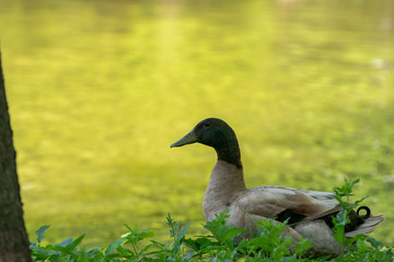 Mallard Duck with yellow background