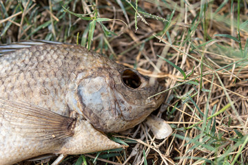 Naklejka na ściany i meble Fish die by the river because of the drought caused by the locality. Northeast region of Thailand