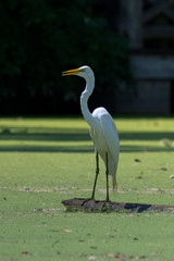 Egret