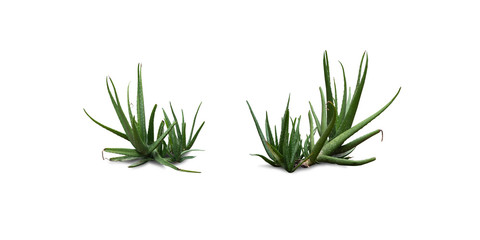 Aloe vera on a white background,with clipping path,Aloe vera Is involved in the treatment of burns, scalds, fresh wounds, helps to relieve burning pain Also helps in treating surgical wounds as well