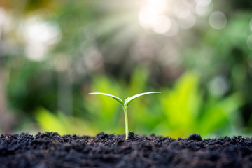 Small trees with green leaves, natural growth and sunlight, the concept of agriculture and sustainable plant growth.