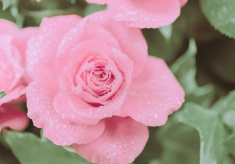 Closed Up Rose Flower on Japanese vintage style