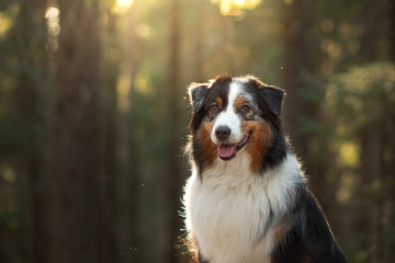 dog in nature. Beautiful forest, light, sunset. Australian Shepherd in the background landscape.
