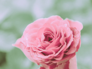 Closed Up Rose Flower on Japanese vintage style