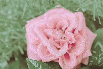 Closed Up Rose Flower on Japanese vintage style