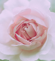Obraz na płótnie Canvas Closed Up Rose Flower on Japanese vintage style