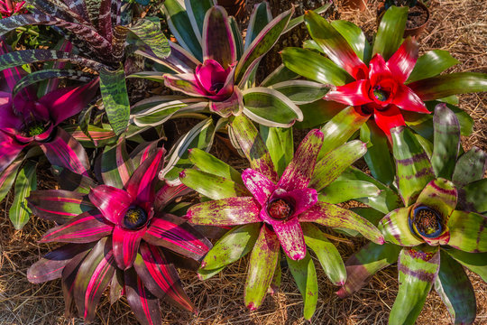 Close up of Neoregelia (Bromeliaceae,) Ornamental Bromiliad also called Arabian Nights. It is native to South American rainforests.