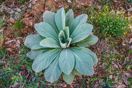 Verbascum thapsus, the great mullein or common mullein, is a species of mullein native to Europe, northern Africa, and Asia.