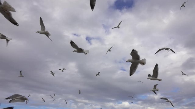 Many seagulls fly against the cloudy sky, 4k