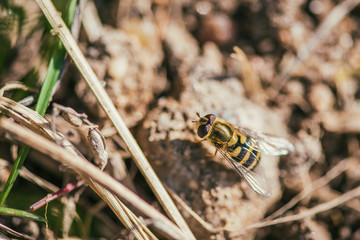A bee is sitting on the ground. Photographed close-up.