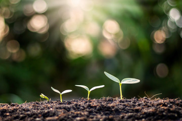 Small trees with green leaves grow naturally, the concept of agriculture and sustainable plant growth.