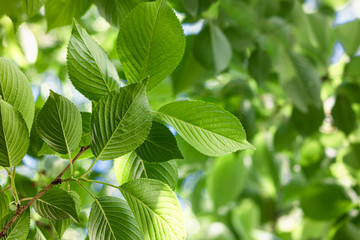 Fototapeta na wymiar green leaf growing healthy and clean in spring forest.