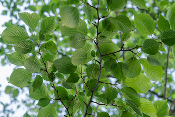Fototapeta na wymiar fresh healthy green leaf growing in the spring forest.