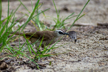 Lovely Yellow-vented bulbul eating butterfly