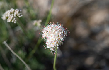 Mojave buckwheat (Eriogonum fasciculatum var. polifolium) is a wild desert shrub with heads of small white flowers.