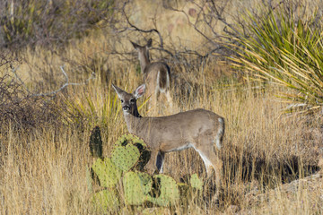 deer in the wild