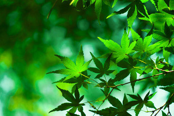 Close up of green maple leaf　緑色のもみじの葉のクローズアップ