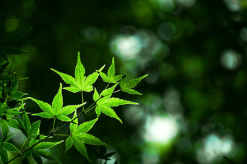 Close up of green maple leaf　緑色のもみじの葉のクローズアップ