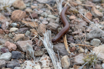 Millipede