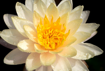 Close-up of beautiful lwhite lotus flower and yellow pollen with water drop on dark background.