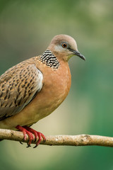 Spotted dove or (spilopelia chinensis) or pearl-necked dove perched and resting
