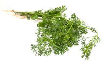 Green coriander isolated on a white background