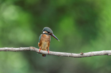 One Beautiful Common Kingfisher (Alcedo atthis) perched and resting