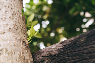 Young shoots growth from trunk tree.