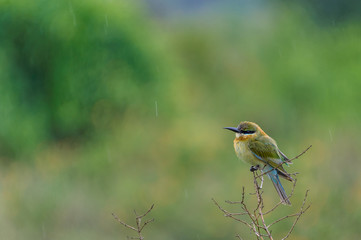 one lovely Blue tailed bee-eater (Merops philippinus) perched in the rain