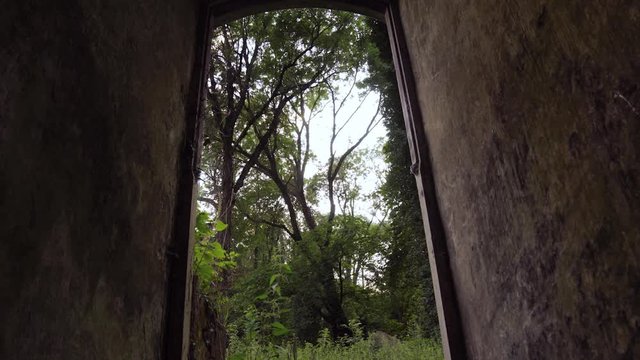 Timelapse of old ruins in the jungle.