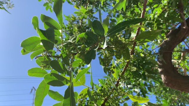 Peppercorn trees with green peppercorns on it