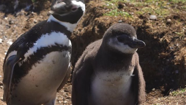 Magellanic Penguin anc Chick, Close Up. Adobarble Animal in Nesting Hole, on Migration, Patagonia, South America