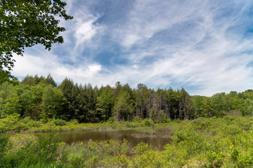 Pond in the forrest