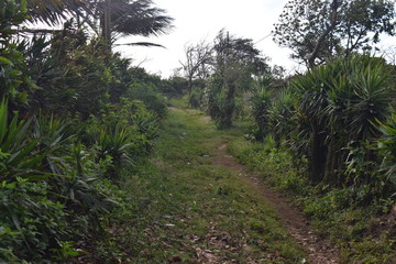 Beautiful road surrounded by lots of vegetation.