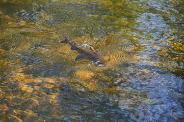 Fototapeta premium Grayling caught on a hook in a transparent river. Fly fishing in Siberia.