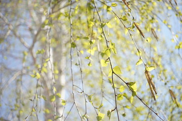 Birch tree with young leaves on the branches, natural blurred background with trunk