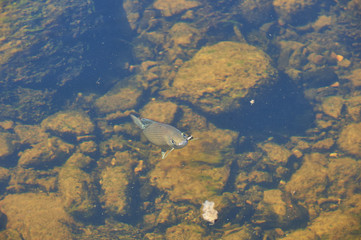 Grayling. Grayling catches a fly. Grayling is hunting a fly. Grayling in shallow water.
