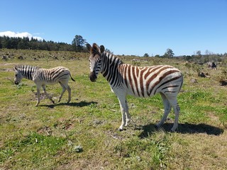 Obraz na płótnie Canvas zebra in the wild
