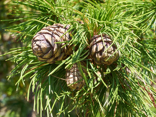 Cedar cone on a branch. Siberian pine cone on a branch.