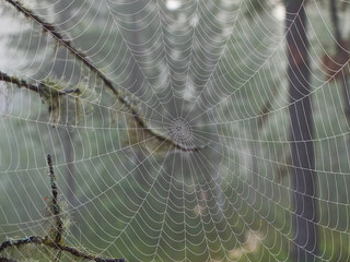 Cobwebs on the grass with dew drops - selective focus. Cobwebs in the forest with dew drops.