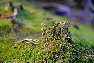 Field moss on the rocks
