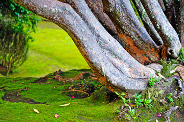 moss on the tree