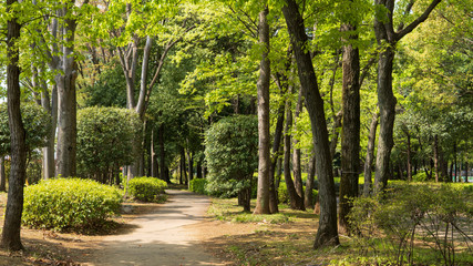 新緑の季節の緑道